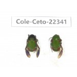 Cetoniidae sp. China, Guangxi, Baise, Leye county. 2Pcs. Cole-Ceto-22341.