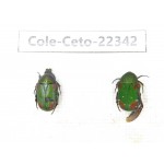 Cetoniidae sp. China, Guangxi, Baise, Leye county. 2Pcs. Cole-Ceto-22342.