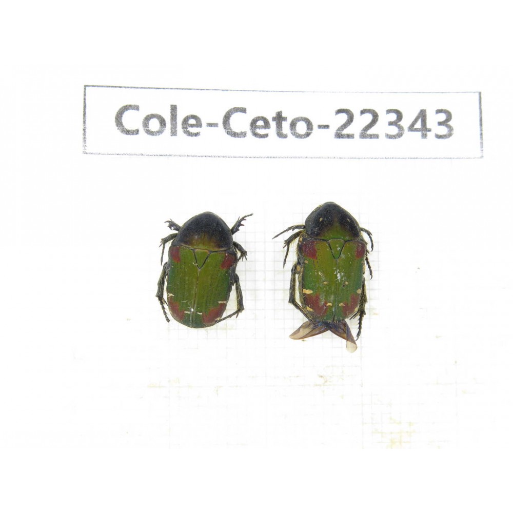 Cetoniidae sp. China, Guangxi, Baise, Leye county. 2Pcs. Cole-Ceto-22343.