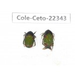 Cetoniidae sp. China, Guangxi, Baise, Leye county. 2Pcs. Cole-Ceto-22343.