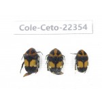 Cetoniidae sp. China, Guangxi, Baise, Leye county. 3Pcs. Cole-Ceto-22354.