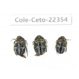 Cetoniidae sp. China, Guangxi, Baise, Leye county. 3Pcs. Cole-Ceto-22354.