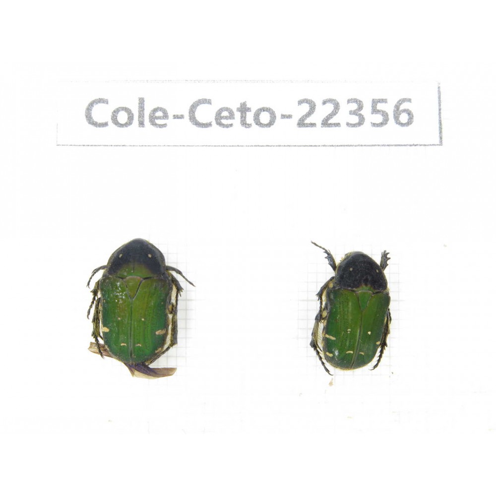 Cetoniidae sp. China, Guangxi, Baise, Leye county. 2Pcs. Cole-Ceto-22356.