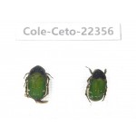 Cetoniidae sp. China, Guangxi, Baise, Leye county. 2Pcs. Cole-Ceto-22356.