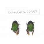 Cetoniidae sp. China, Guangxi, Baise, Leye county. 2Pcs. Cole-Ceto-22357.
