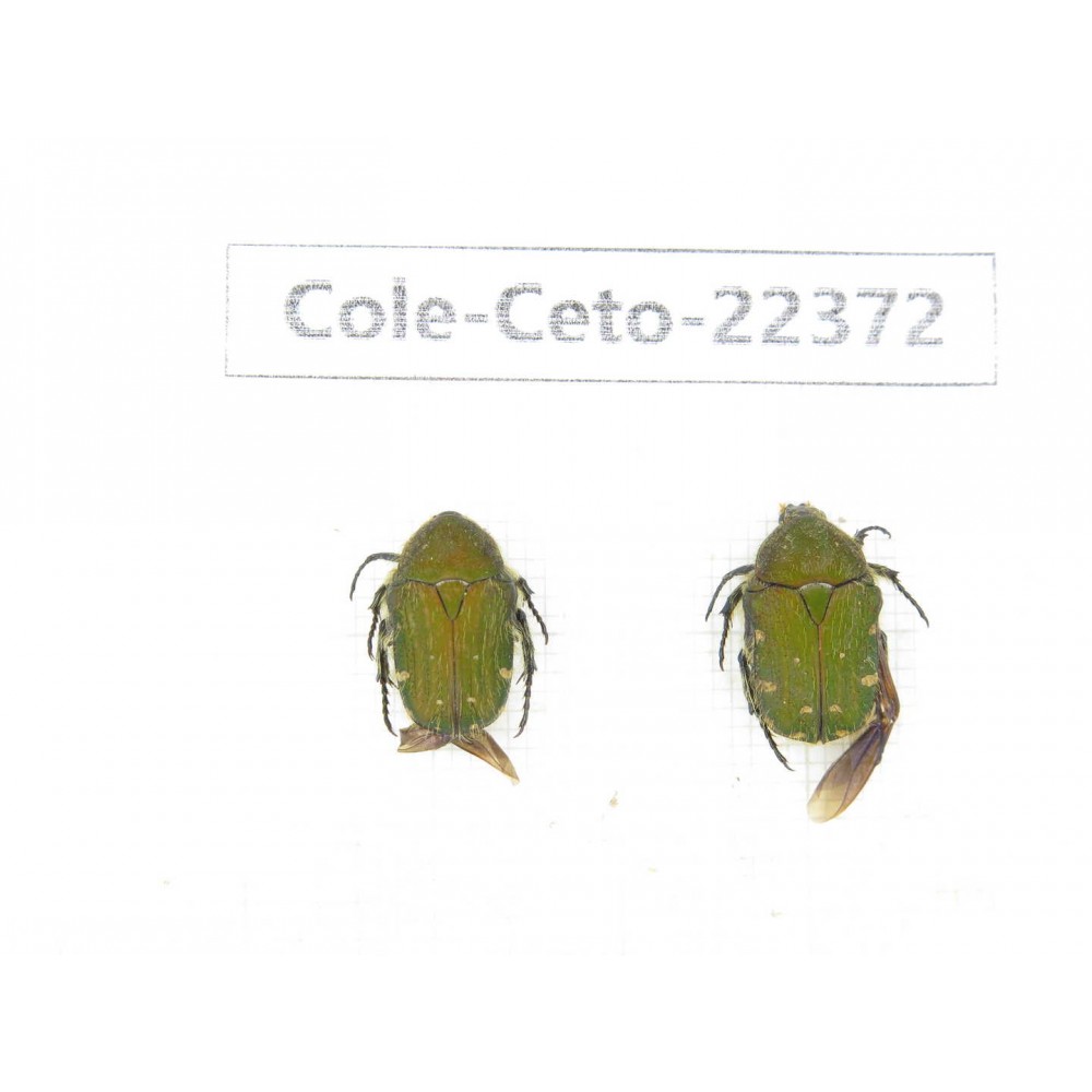 Cetoniidae sp. China, Guangxi, Baise, Leye county. 2Pcs. Cole-Ceto-22372.