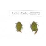 Cetoniidae sp. China, Guangxi, Baise, Leye county. 2Pcs. Cole-Ceto-22372.