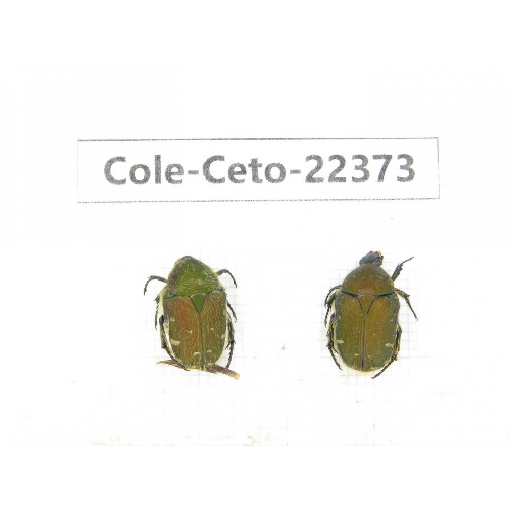 Cetoniidae sp. China, Guangxi, Baise, Leye county. 2Pcs. Cole-Ceto-22373.