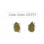 Cetoniidae sp. China, Guangxi, Baise, Leye county. 2Pcs. Cole-Ceto-22373.