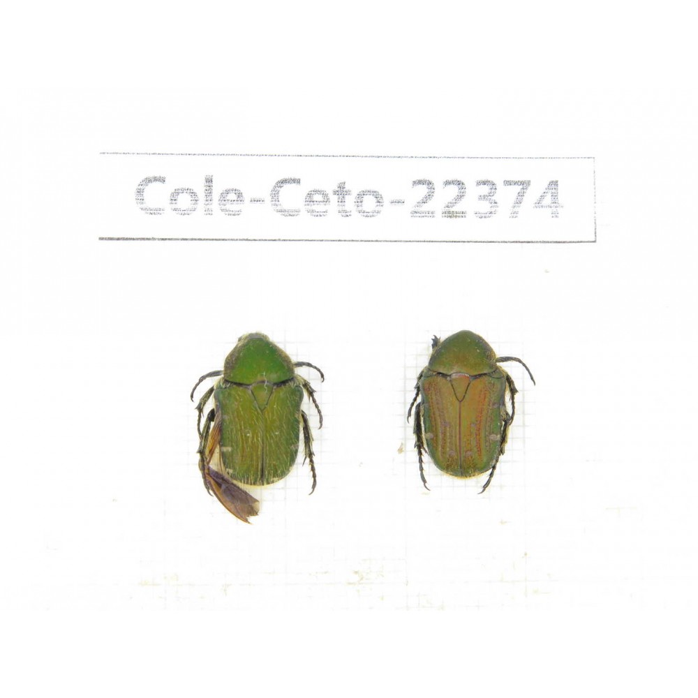 Cetoniidae sp. China, Guangxi, Baise, Leye county. 2Pcs. Cole-Ceto-22374.