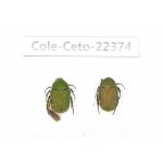 Cetoniidae sp. China, Guangxi, Baise, Leye county. 2Pcs. Cole-Ceto-22374.