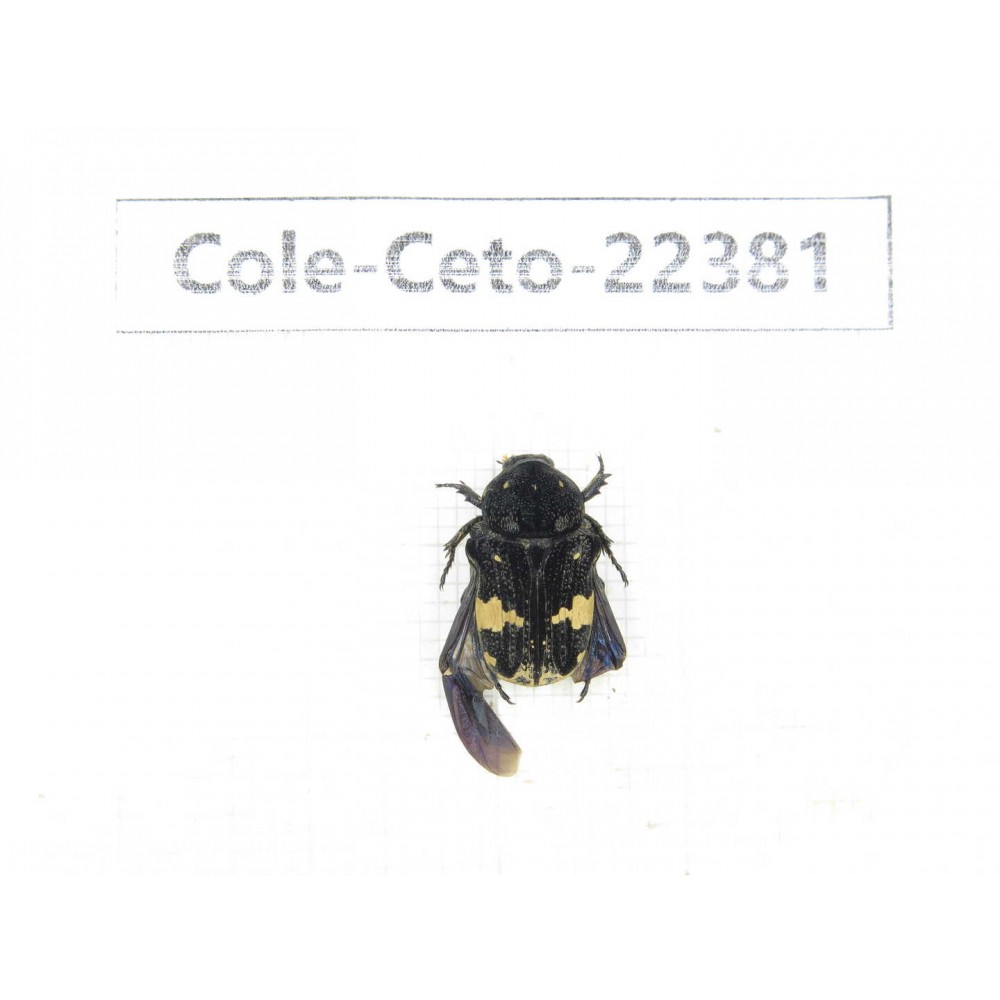 Cetoniidae sp. China, Guangxi, Baise, Leye county. 1Pcs. Cole-Ceto-22381.