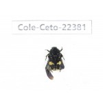 Cetoniidae sp. China, Guangxi, Baise, Leye county. 1Pcs. Cole-Ceto-22381.