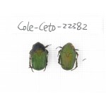Cetoniidae sp. China, Guangxi, Baise, Leye county. 2Pcs. Cole-Ceto-22382.