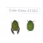 Cetoniidae sp. China, Guangxi, Baise, Leye county. 2Pcs. Cole-Ceto-22383.