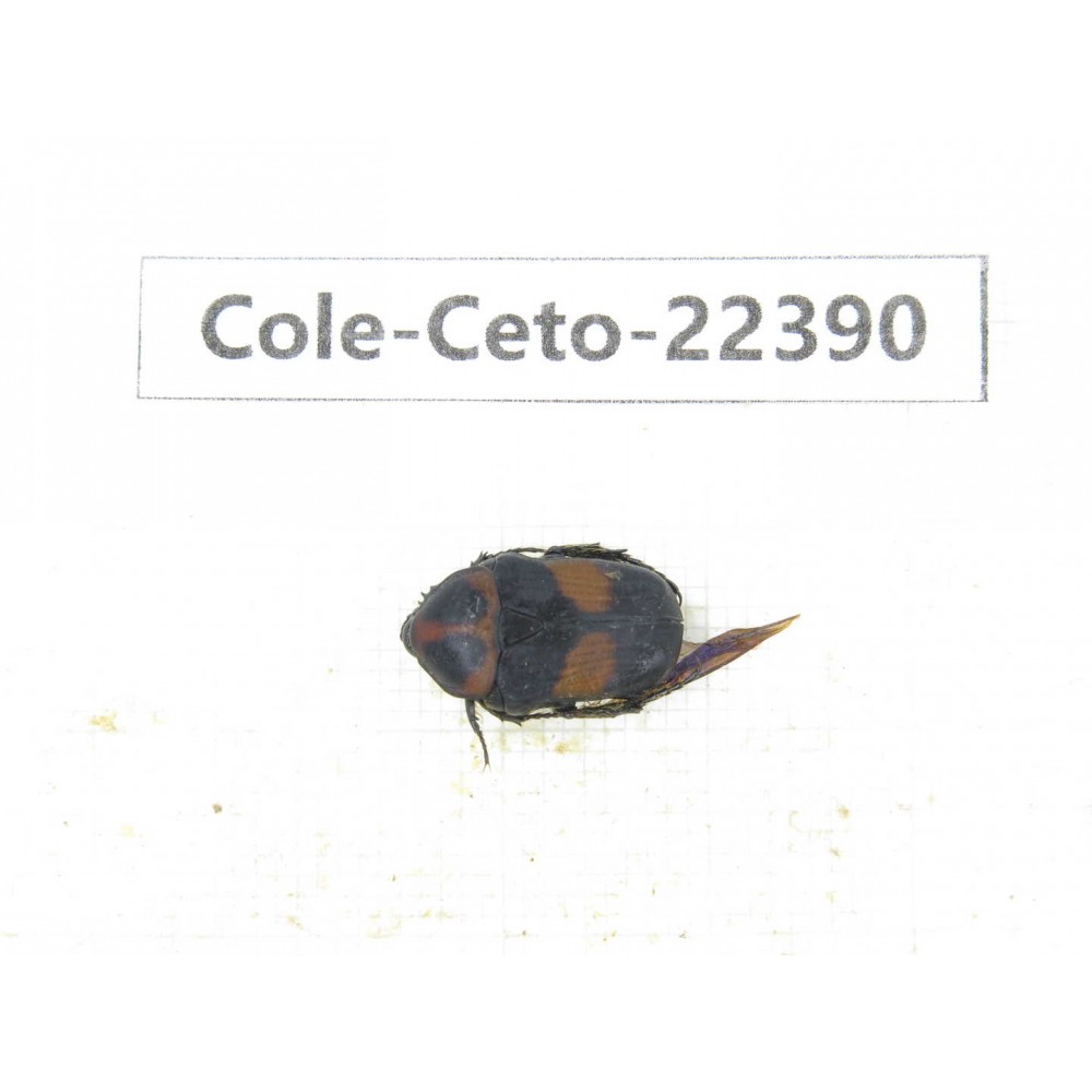 Cetoniidae sp. China, Yunnan, Nujiang, N of Mt.Biluoxueshan. 1Pcs. Cole-Ceto-22390.