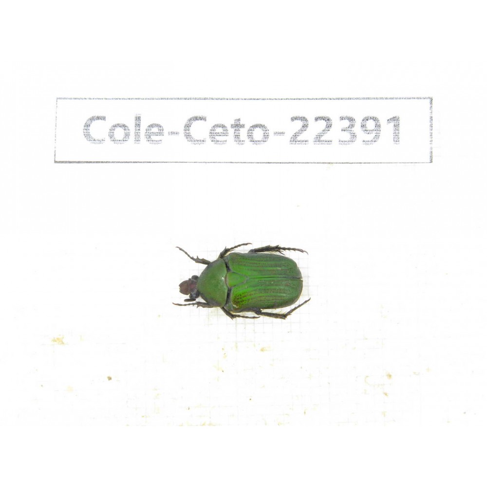 Cetoniidae sp. China, Yunnan, Nujiang, N of Mt.Biluoxueshan. 1Pcs. Cole-Ceto-22391.
