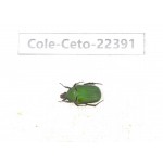 Cetoniidae sp. China, Yunnan, Nujiang, N of Mt.Biluoxueshan. 1Pcs. Cole-Ceto-22391.