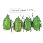 Cetoniidae sp. China, Tibet, Linzhi, Bomi county. 4Pcs. Cole-Ceto-22399.