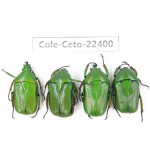 Cetoniidae sp. China, Tibet, Linzhi, Bomi county. 4Pcs. Cole-Ceto-22400.