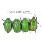 Cetoniidae sp. China, Tibet, Linzhi, Bomi county. 4Pcs. Cole-Ceto-22401.