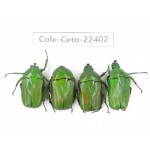 Cetoniidae sp. China, Tibet, Linzhi, Bomi county. 4Pcs. Cole-Ceto-22402.