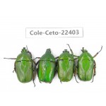 Cetoniidae sp. China, Tibet, Linzhi, Bomi county. 4Pcs. Cole-Ceto-22403.