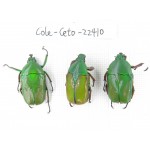 Cetoniidae sp. China,  Tibet, Linzhi area, Linzhi town. 3Pcs. Cole-Ceto-22410.