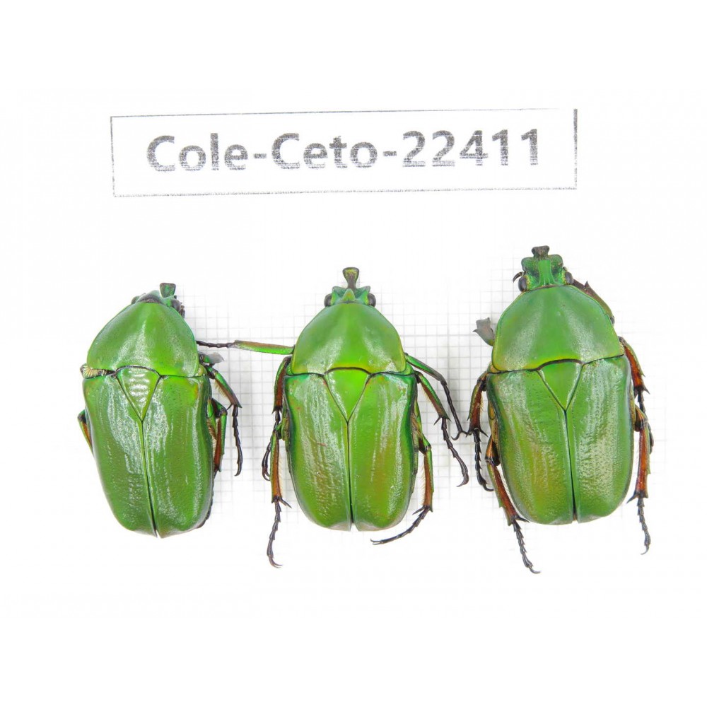 Cetoniidae sp. China,  Tibet, Linzhi area, Linzhi town. 3Pcs. Cole-Ceto-22411.