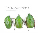 Cetoniidae sp. China,  Tibet, Linzhi area, Linzhi town. 3Pcs. Cole-Ceto-22411.