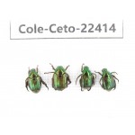 Cetoniidae sp. China,  Yunnan, Xiangerila, S of Weixi county. 4Pcs. Cole-Ceto-22414.