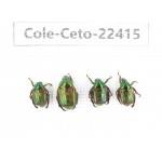 Cetoniidae sp. China,  Yunnan, Xiangerila, S of Weixi county. 4Pcs. Cole-Ceto-22415.