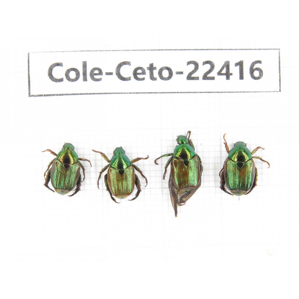 Cetoniidae sp. China,  Yunnan, Xiangerila, S of Weixi county. 4Pcs. Cole-Ceto-22416.