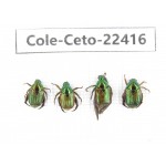 Cetoniidae sp. China,  Yunnan, Xiangerila, S of Weixi county. 4Pcs. Cole-Ceto-22416.