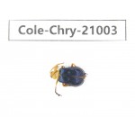Chrysomelidae sp. China, Tibet, Linzhi, Motuo county.1Pcs. Cole-Chry-21003.