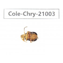 Chrysomelidae sp. China, Tibet, Linzhi, Motuo county.1Pcs. Cole-Chry-21003.