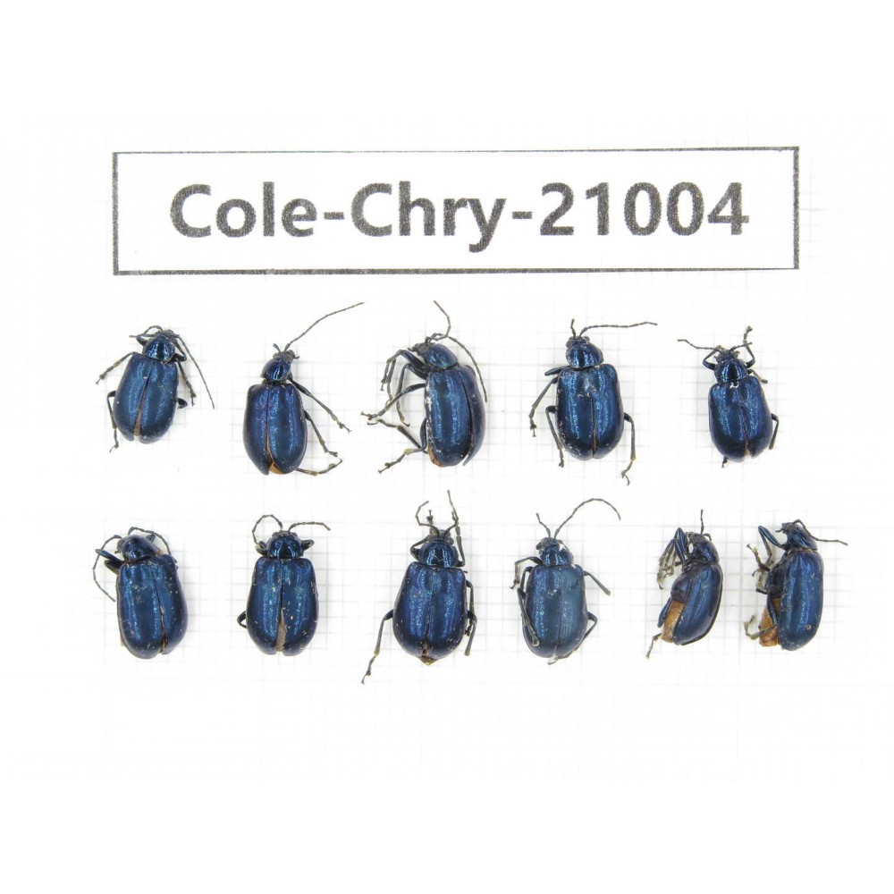 Chrysomelidae sp. China, Tibet, Linzhi, Motuo county.11Pcs. Cole-Chry-21004.