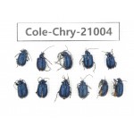 Chrysomelidae sp. China, Tibet, Linzhi, Motuo county.11Pcs. Cole-Chry-21004.