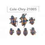 Chrysomelidae sp. China, Tibet, Linzhi, Motuo county.7Pcs. Cole-Chry-21005.