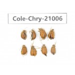 Chrysomelidae sp. China, Tibet, Linzhi, Motuo county. 8Pcs. Cole-Chry-21006.