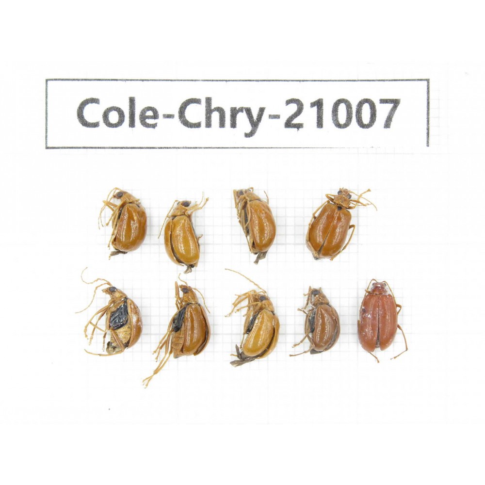 Chrysomelidae sp. China, Tibet, Linzhi, Motuo county. 9Pcs. Cole-Chry-21007.