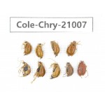 Chrysomelidae sp. China, Tibet, Linzhi, Motuo county. 9Pcs. Cole-Chry-21007.