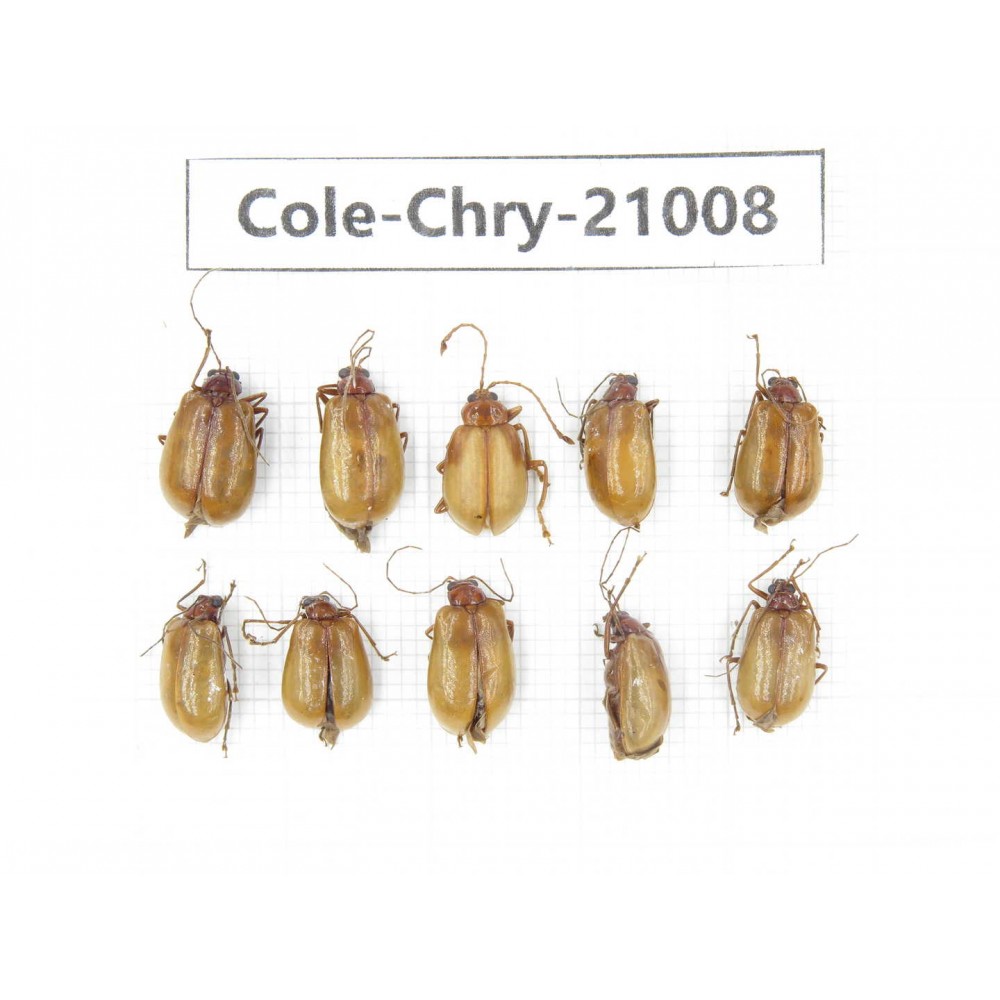 Chrysomelidae sp. China, Tibet, Linzhi, Motuo county. 10Pcs. Cole-Chry-21008.