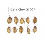Chrysomelidae sp. China, Tibet, Linzhi, Motuo county. 10Pcs. Cole-Chry-21008.