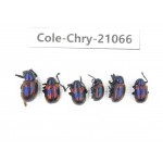 Chrysomelidae sp. China, Yunnan, Chuxiong, Shuangbai county. 6Pcs. Cole-Chry-21066.