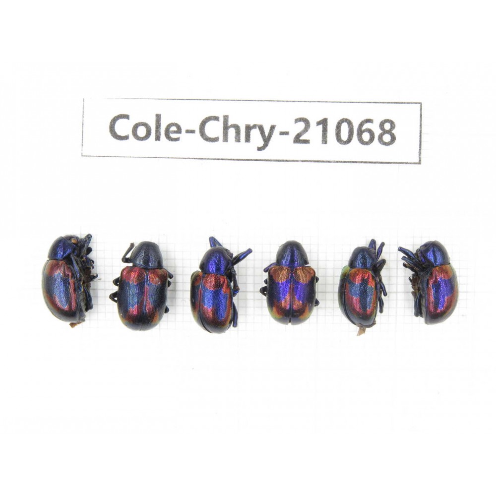 Chrysomelidae sp. China, Yunnan, Chuxiong, Shuangbai county. 6Pcs. Cole-Chry-21068.
