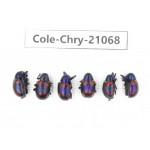 Chrysomelidae sp. China, Yunnan, Chuxiong, Shuangbai county. 6Pcs. Cole-Chry-21068.