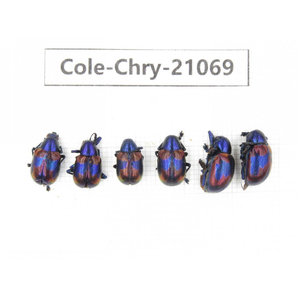 Chrysomelidae sp. China, Yunnan, Chuxiong, Shuangbai county. 6Pcs. Cole-Chry-21069.