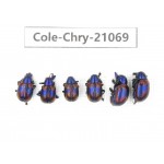 Chrysomelidae sp. China, Yunnan, Chuxiong, Shuangbai county. 6Pcs. Cole-Chry-21069.