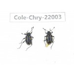 Chrysomelidae sp. China,  Tibet, Linzhi, Bomi county. 2Pcs. Cole-Chry-22003.